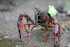 Procambarus clarkii (Photo: ????? , www.wikipedia.org) 
